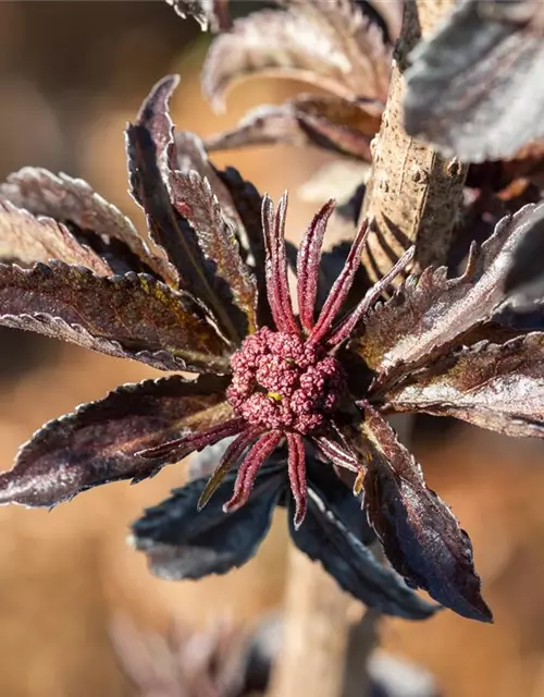 Sambucus nigra 'Black Tower'®