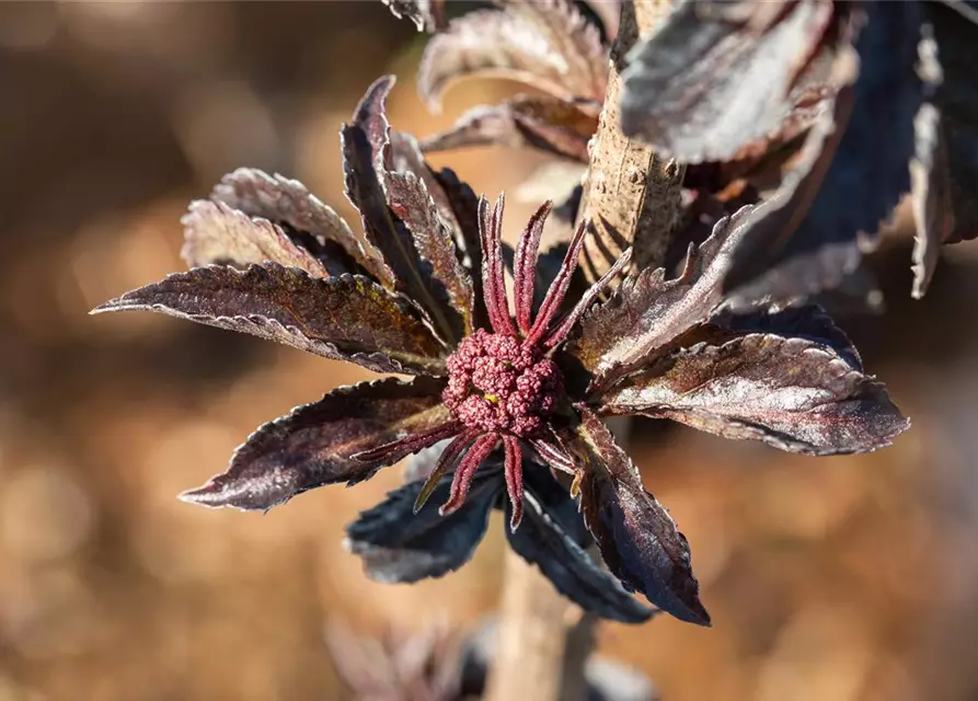 Sambucus nigra 'Black Tower'®