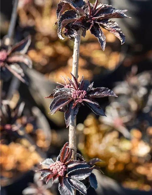 Sambucus nigra 'Black Tower'®