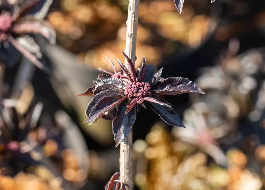 Sambucus nigra 'Black Tower'®