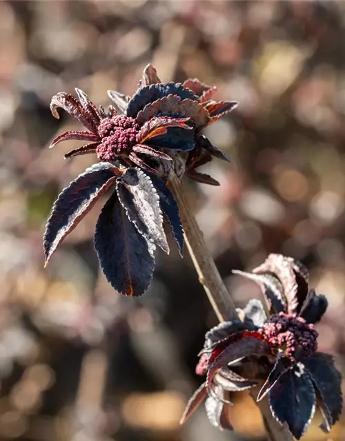 Sambucus nigra 'Black Tower'®