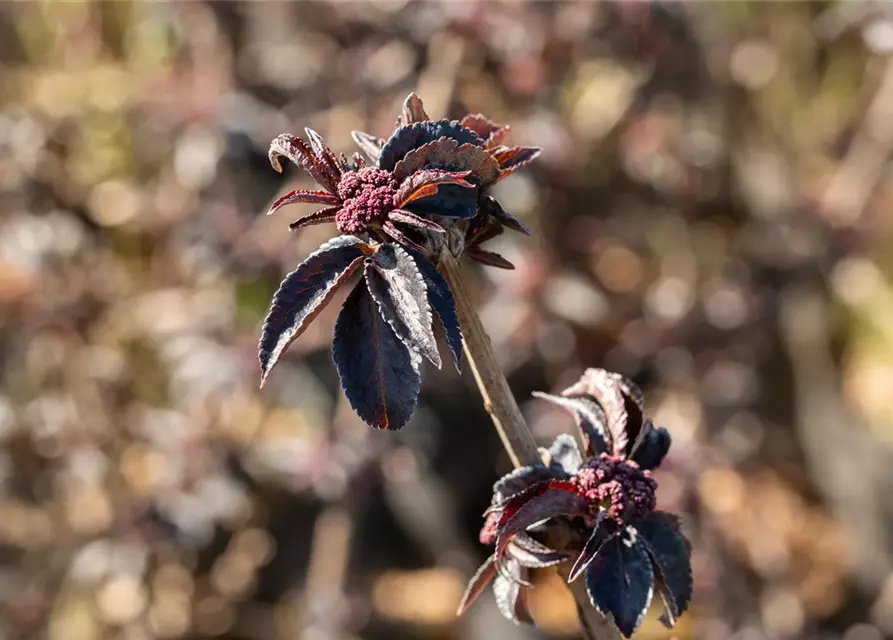 Sambucus nigra 'Black Tower'®