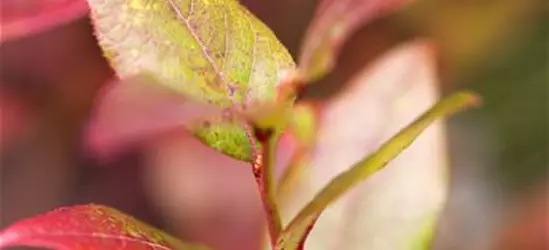 Vaccinium corymbosum 'Bluecrop'