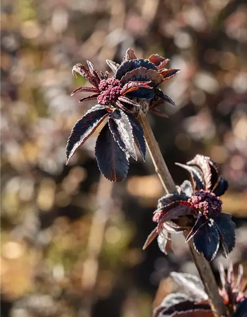 Sambucus nigra 'Black Tower'®