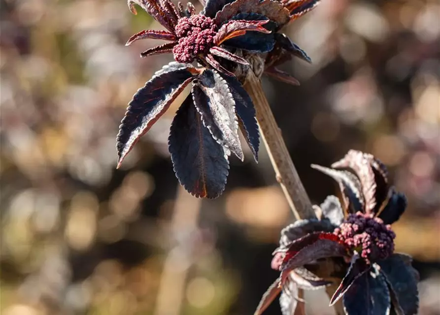 Sambucus nigra 'Black Tower'®