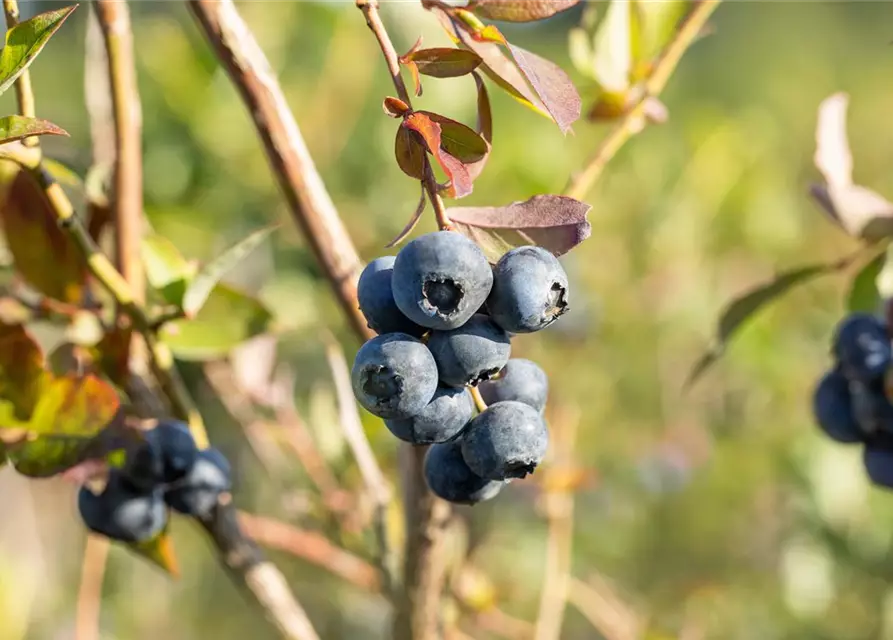 Vaccinium corymbosum 'Bluecrop'