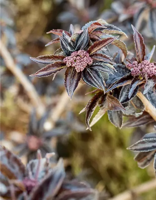 Sambucus nigra 'Black Tower'®