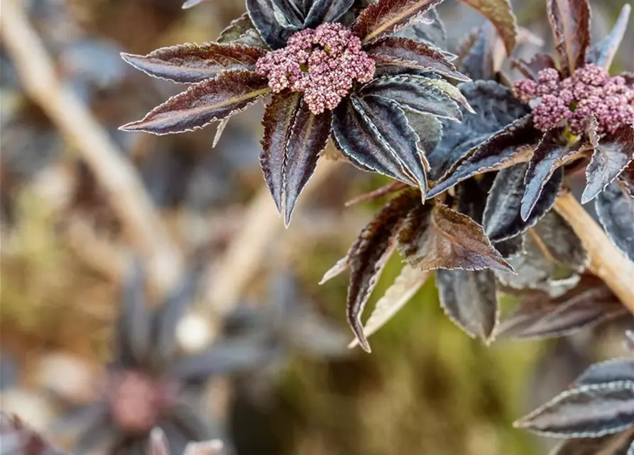 Sambucus nigra 'Black Tower'®