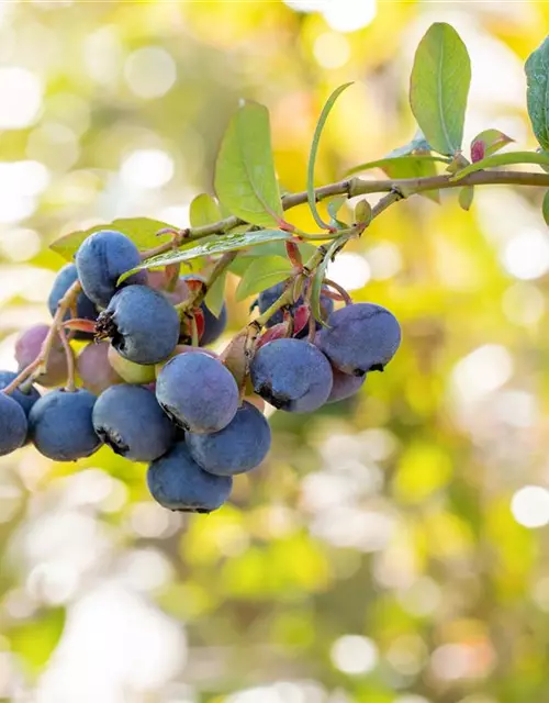 Vaccinium corymbosum 'Bluecrop'