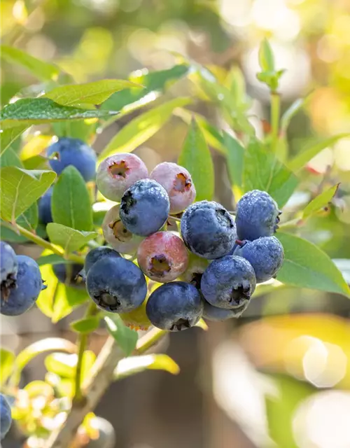 Vaccinium corymbosum 'Bluecrop'