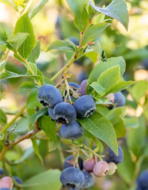 Vaccinium corymbosum 'Bluecrop'