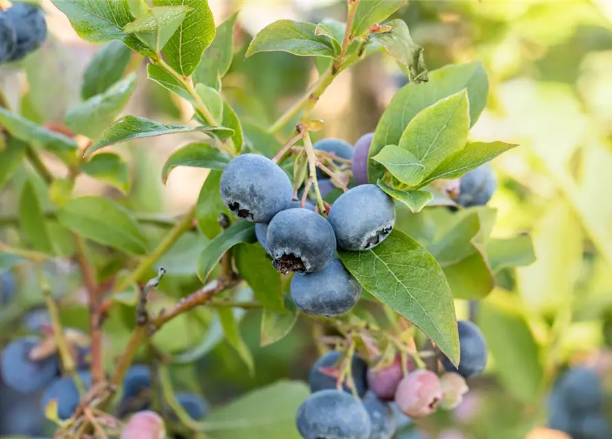 Vaccinium corymbosum 'Bluecrop'