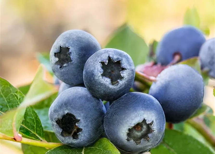 Vaccinium corymbosum 'Bluecrop'