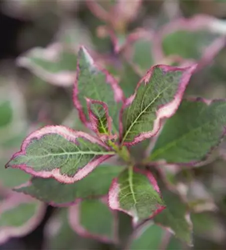 Weigela florida 'Monet'®