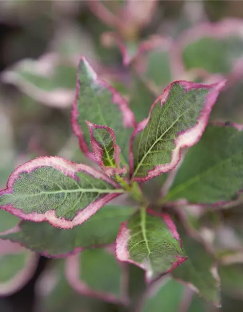 Weigela florida 'Monet'®