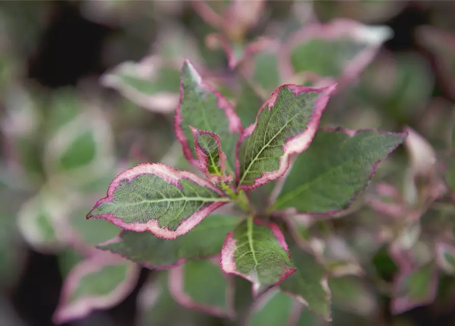 Weigela florida 'Monet'®