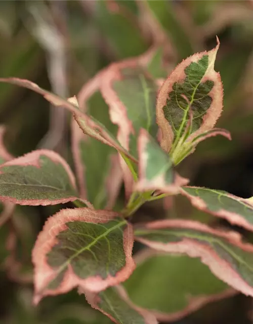 Weigela florida 'Monet'®