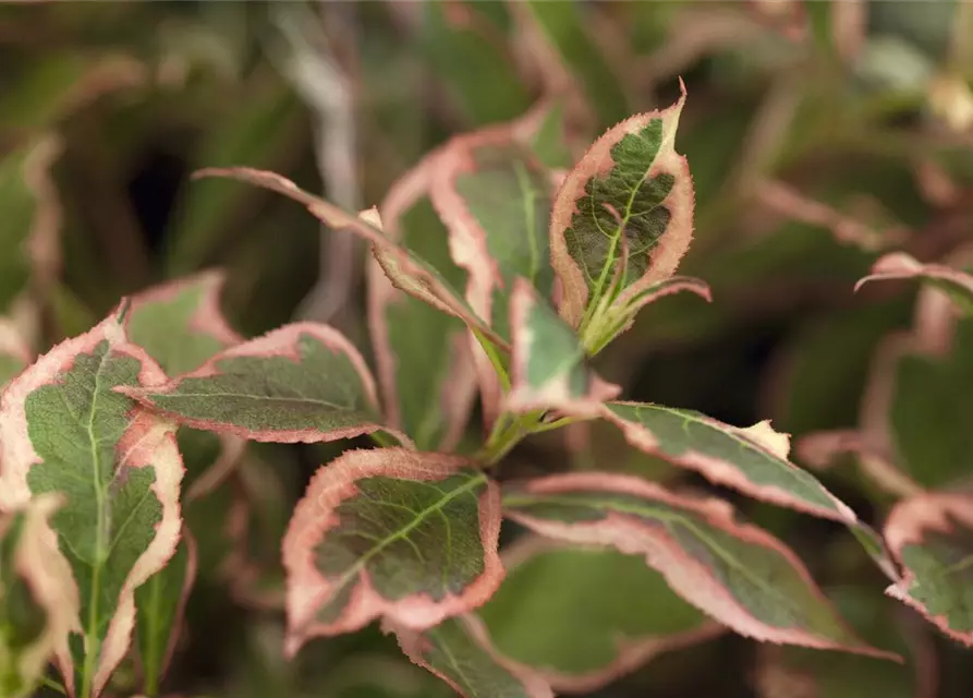 Weigela florida 'Monet'®