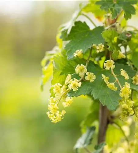 Johannisbeere Polar Fruits® 'White Currant Berry'