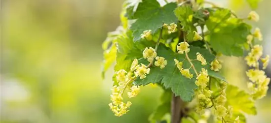 Johannisbeere Polar Fruits® 'White Currant Berry'