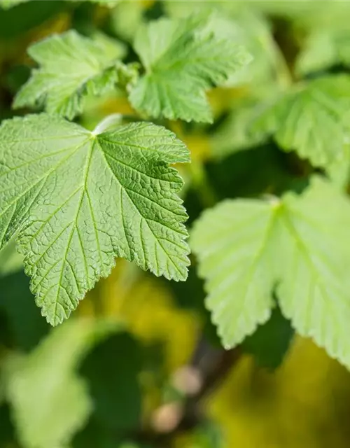 Johannisbeere Polar Fruits® 'White Currant Berry'