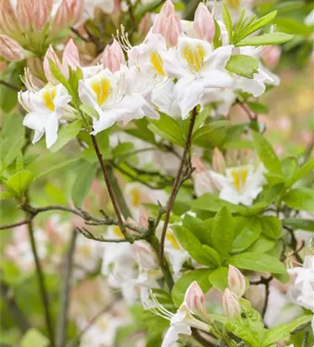 Sommergrüne Azalee 'Persil'