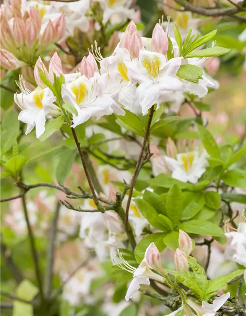 Sommergrüne Azalee 'Persil'