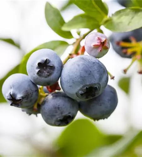 Vaccinium corymbosum 'Patriot'