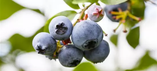 Vaccinium corymbosum 'Patriot'