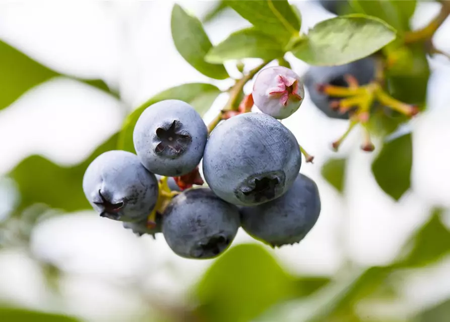 Vaccinium corymbosum 'Patriot'