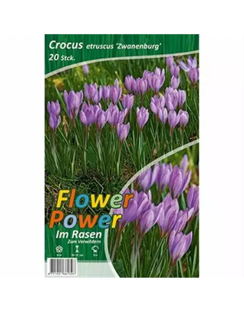 Krokus etruscus 'Zwanenburg'