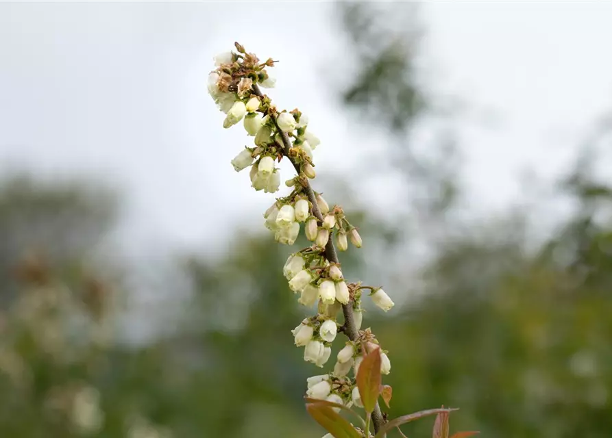 Heidelbeere 'Putte'