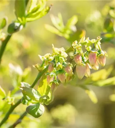 Vaccinium corymbosum 'Bluejay'