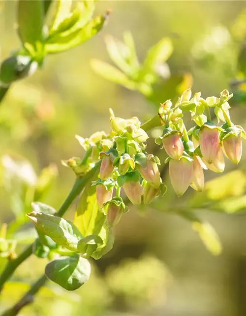 Vaccinium corymbosum 'Bluejay'