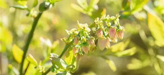 Vaccinium corymbosum 'Bluejay'