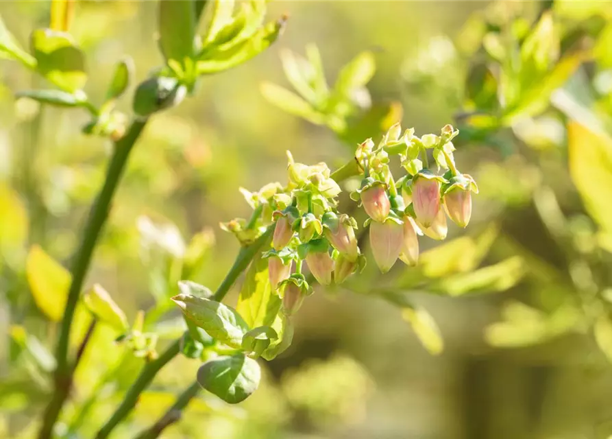 Vaccinium corymbosum 'Bluejay'