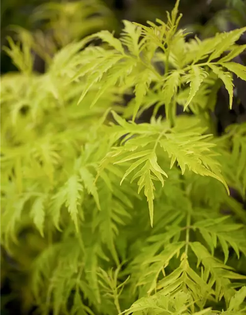 Traubenholunder 'Golden Lace'