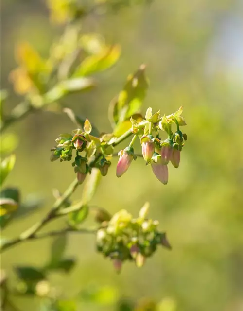 Vaccinium corymbosum 'Bluejay'