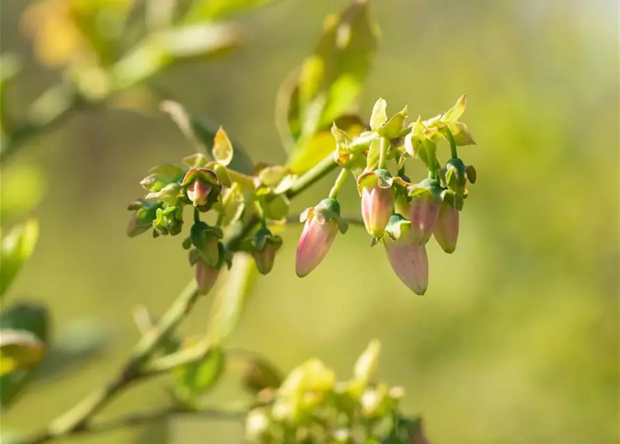 Vaccinium corymbosum 'Bluejay'