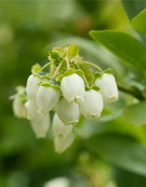 Vaccinium corymbosum 'Bluejay'