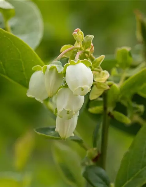 Vaccinium corymbosum 'Bluejay'