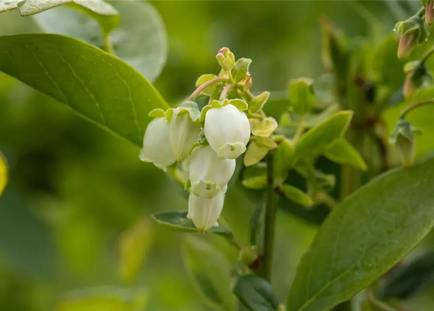 Vaccinium corymbosum 'Bluejay'