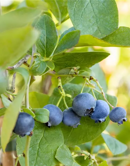 Vaccinium corymbosum 'Bluejay'