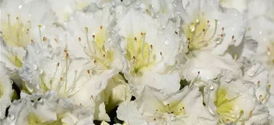 Rhododendron obtusum 'Maischnee'®