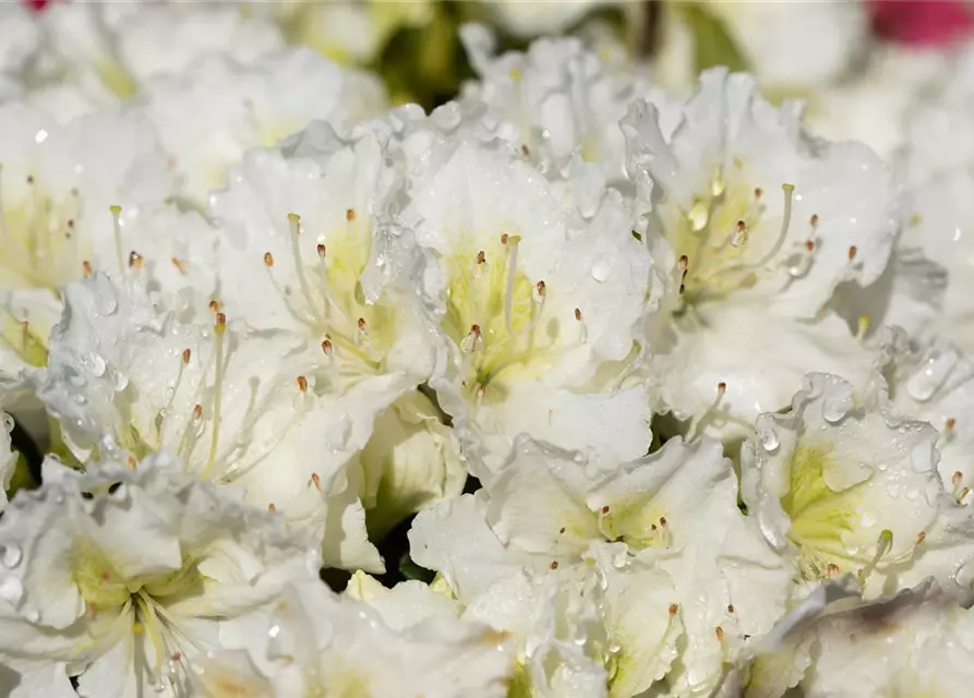 Rhododendron obtusum 'Maischnee'®