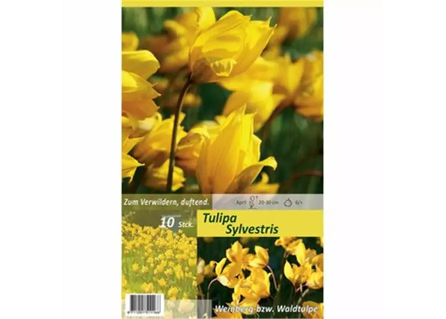 Tulpe Sylvestris