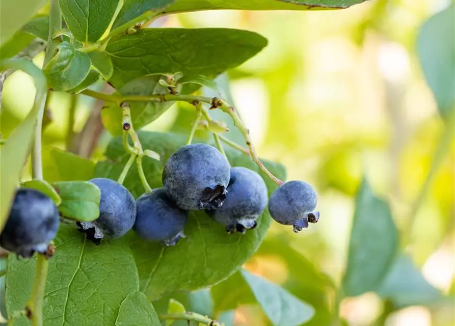 Vaccinium corymbosum 'Bluejay'