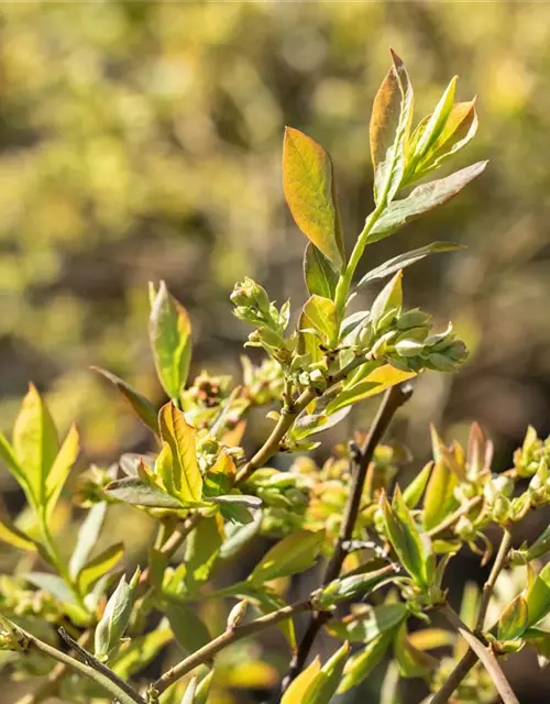 Heidelbeere 'Sierra'