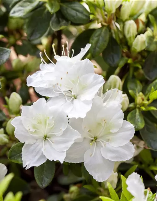 Rhododendron obtusum 'Maischnee'®