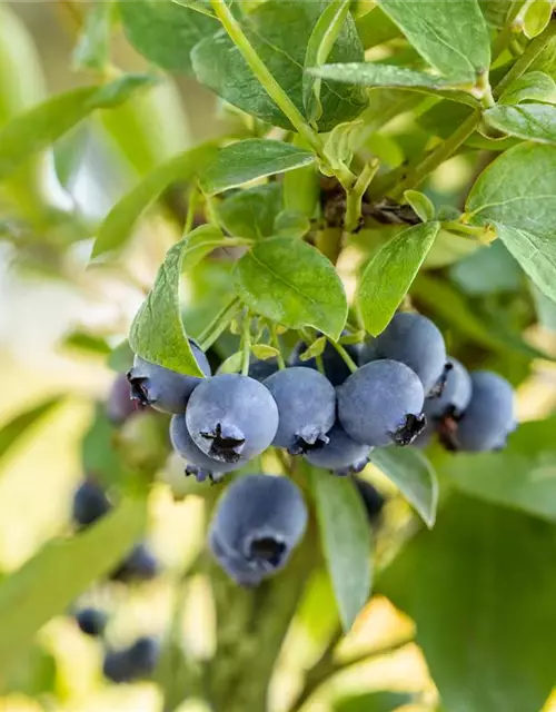 Vaccinium corymbosum 'Bluejay'